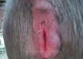 Pony bestiality porn